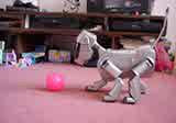 Aibo finds his ball