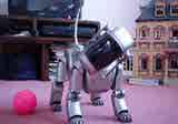 Aibo loses the plot