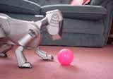 Aibo could play for Brazil